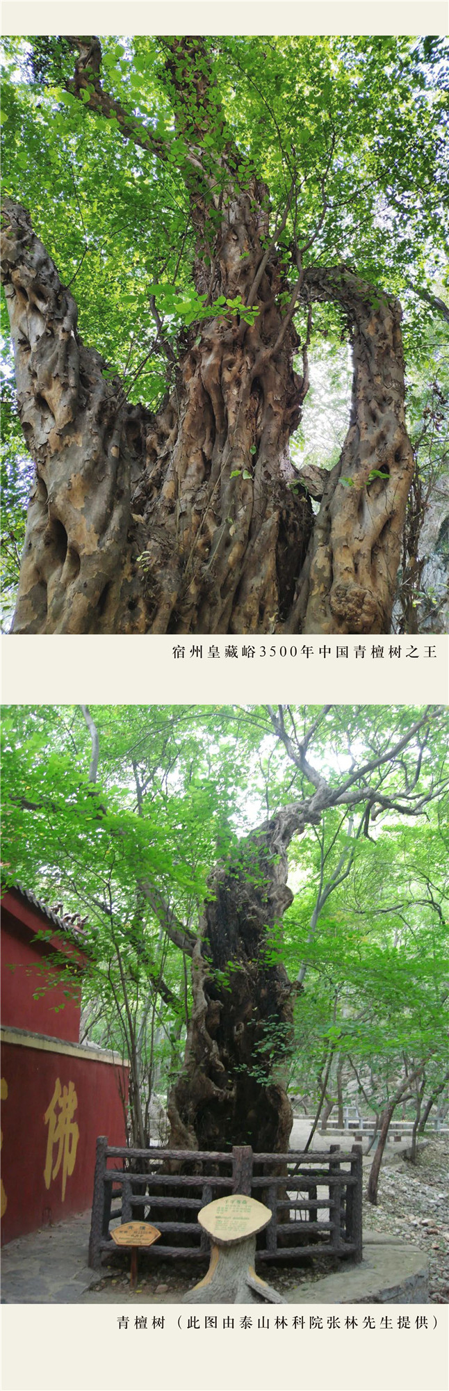 用千年之木造物，(图3)